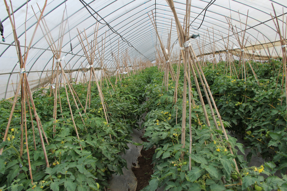 Planting base of  tomato